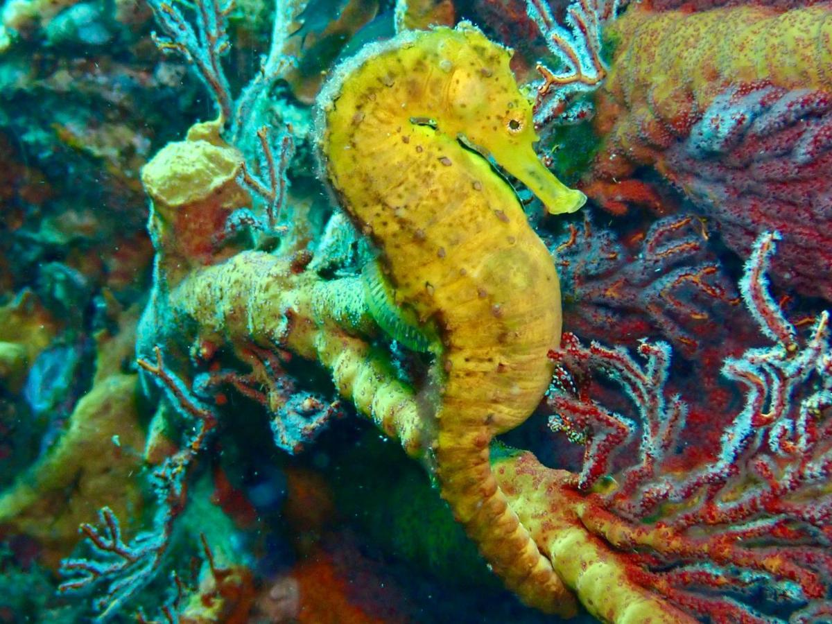 Adang Sea Divers & Eco Lodge Koh Lipe
